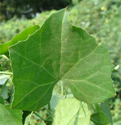  Leaf